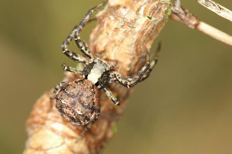 Xysticus_ferrugineus_D2999_Z_88_NP De Hoge Veluwe_Nederland.jpg